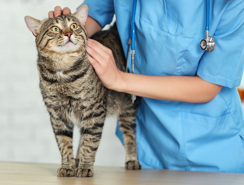 Veterinary Jobs in Ellwood City