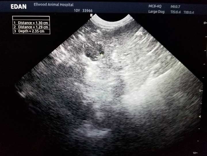 Pet Ultrasound